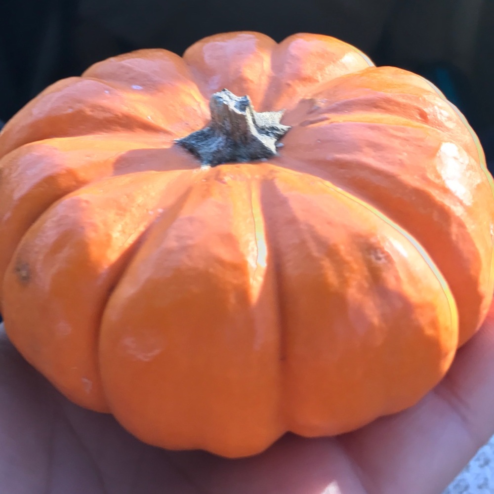 Meet your Posher, Lexi